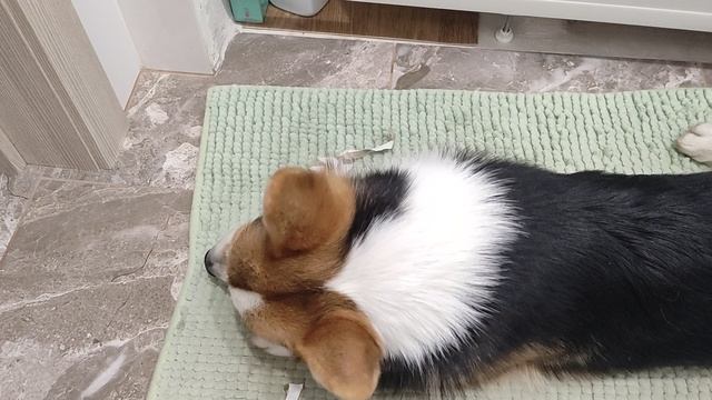 Любимая игрушка, жалко, что её не на долго хватает ррафф