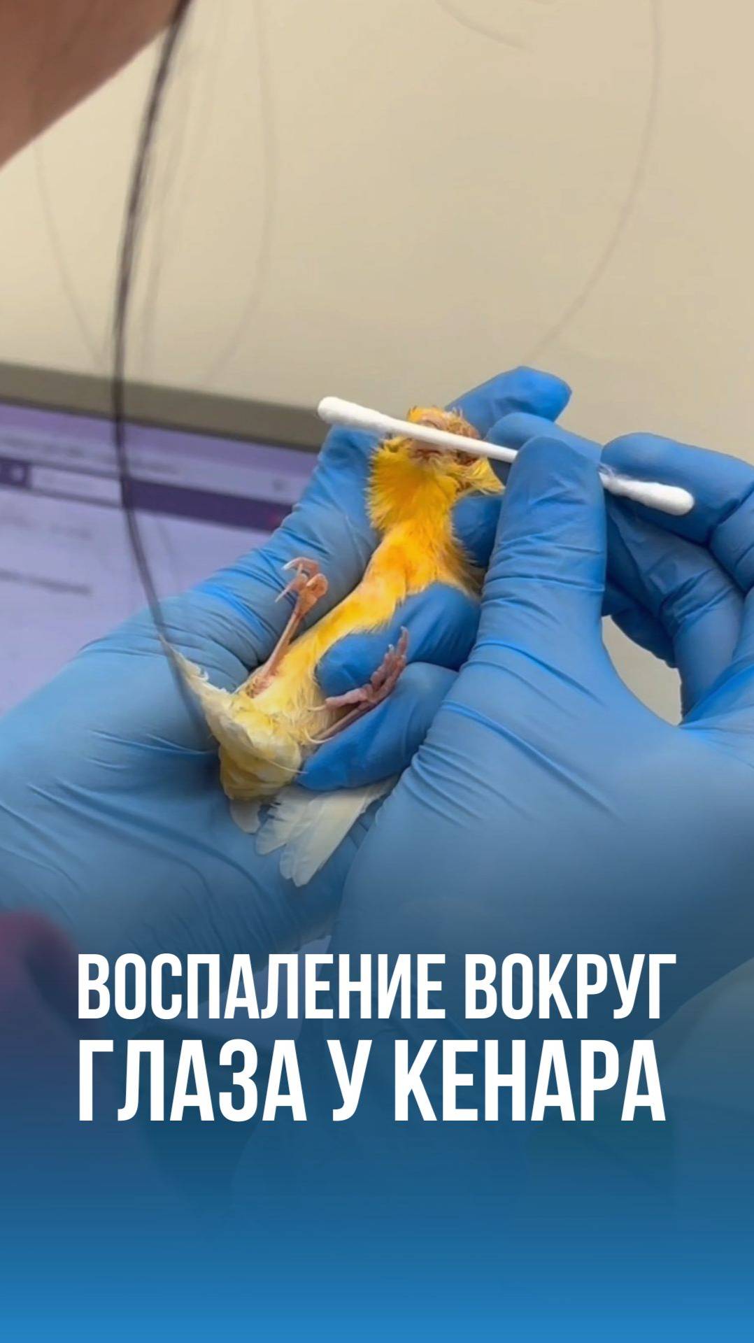 Воспаление вокруг глаза у кенара