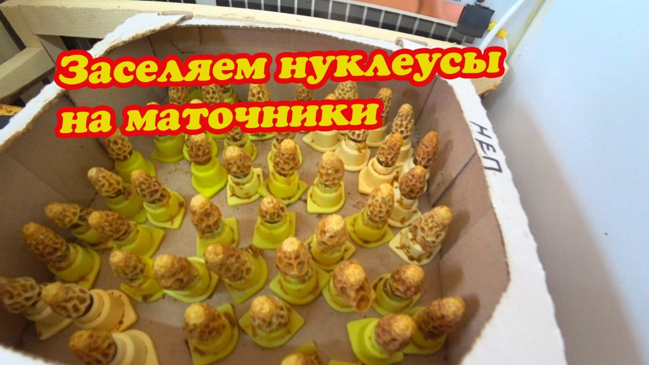 ЗАСЕЛЯЕМ ОЧЕРЕДНУЮ ПАРТИЮ НУКЛЕУСОВ ДЛЯ ОБЛЁТА МАТОК.