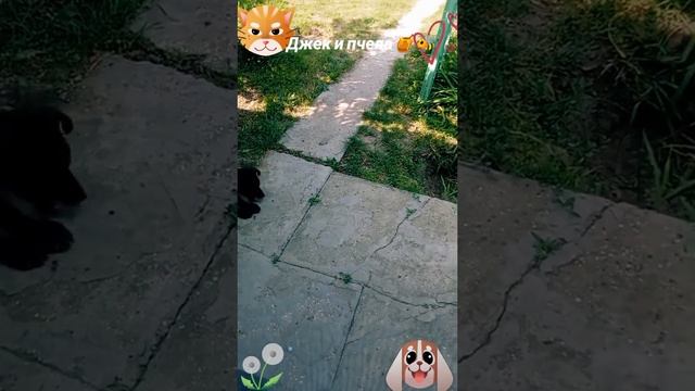 Джек и пчела