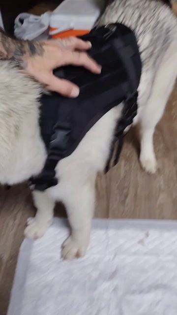 Джек с обновками 😎