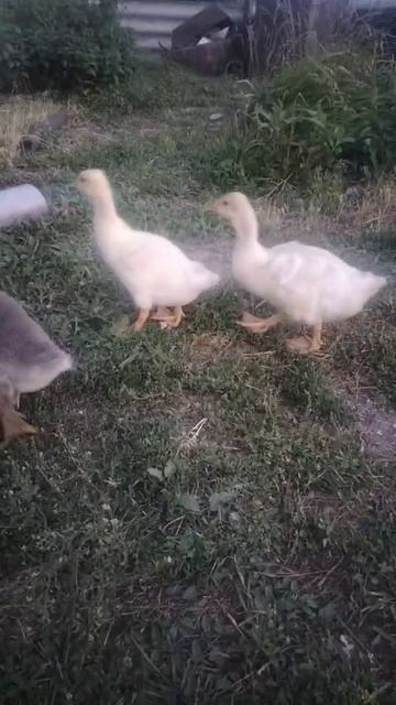 банда гусят