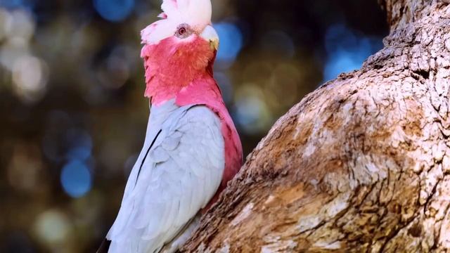 AMAZING PARROTS _ BEAUTIFUL BIRDS _ BIRDS SOUNDS FOR RELAXING _ STUNNING NATURE