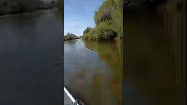 Барсик и К° в прямом эфире!