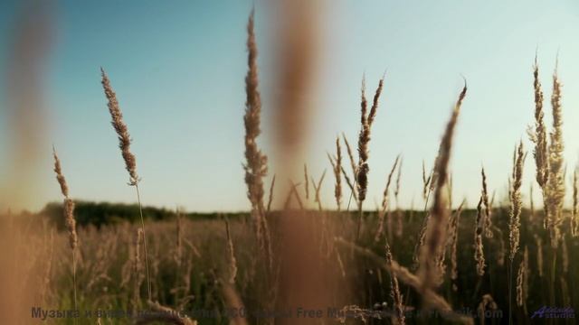 Мелодия звучит так, будто создана самой природой - Still Room On The Night Train feat. Soularflair -