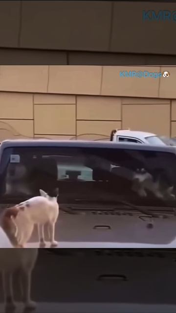 Нервные нынче автомобилисты пошли😡😂