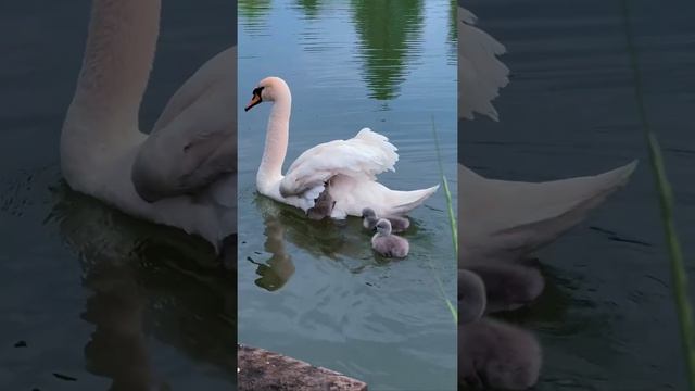 На нашей ферме пополнение, вылупились лебедята.