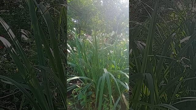 Таро.Что вам нужно знать.