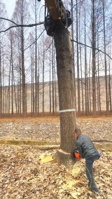 Cutting large trees #shorts