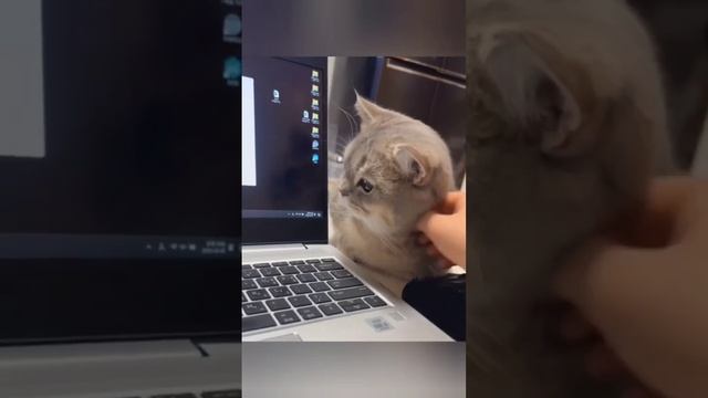 котики !!!! 9-15 июня часть 1