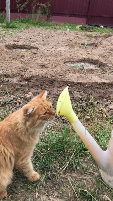 Кот Альфушка и лейка