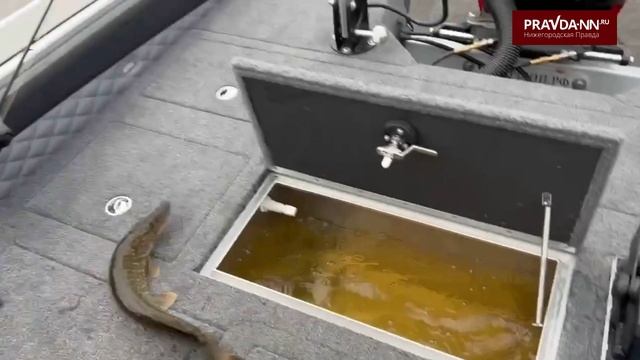 Нижегородский депутат поймал удивительную щуку