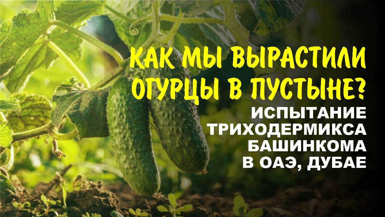 99% здоровых огурцов в Дубае (ОАЭ). Это не волшебство, а биопрепарат Триходермикс БашИнкома