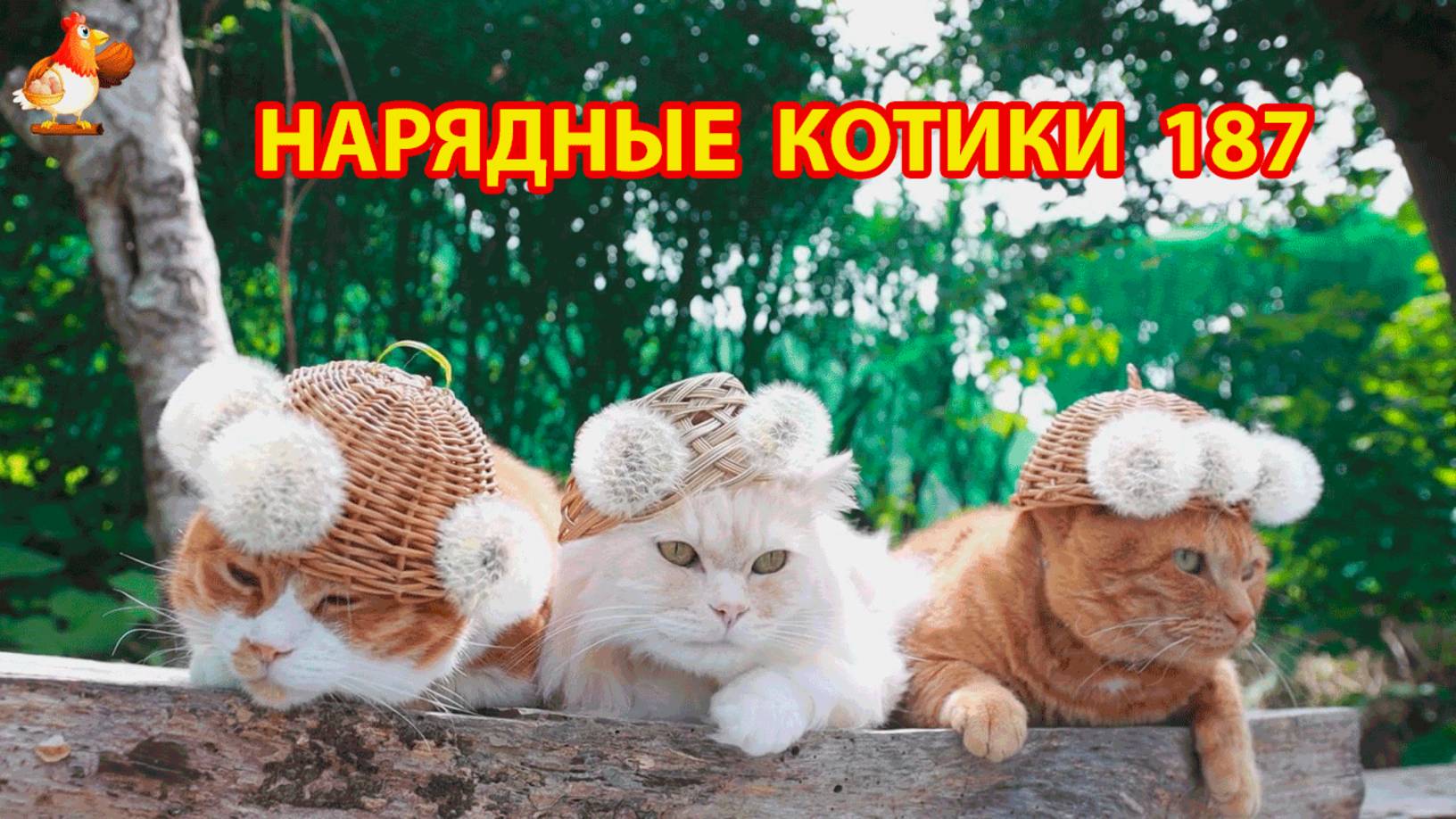Нарядные Котики расслабляются на солнышке 🌞 🐈🐈🐈 (187)
