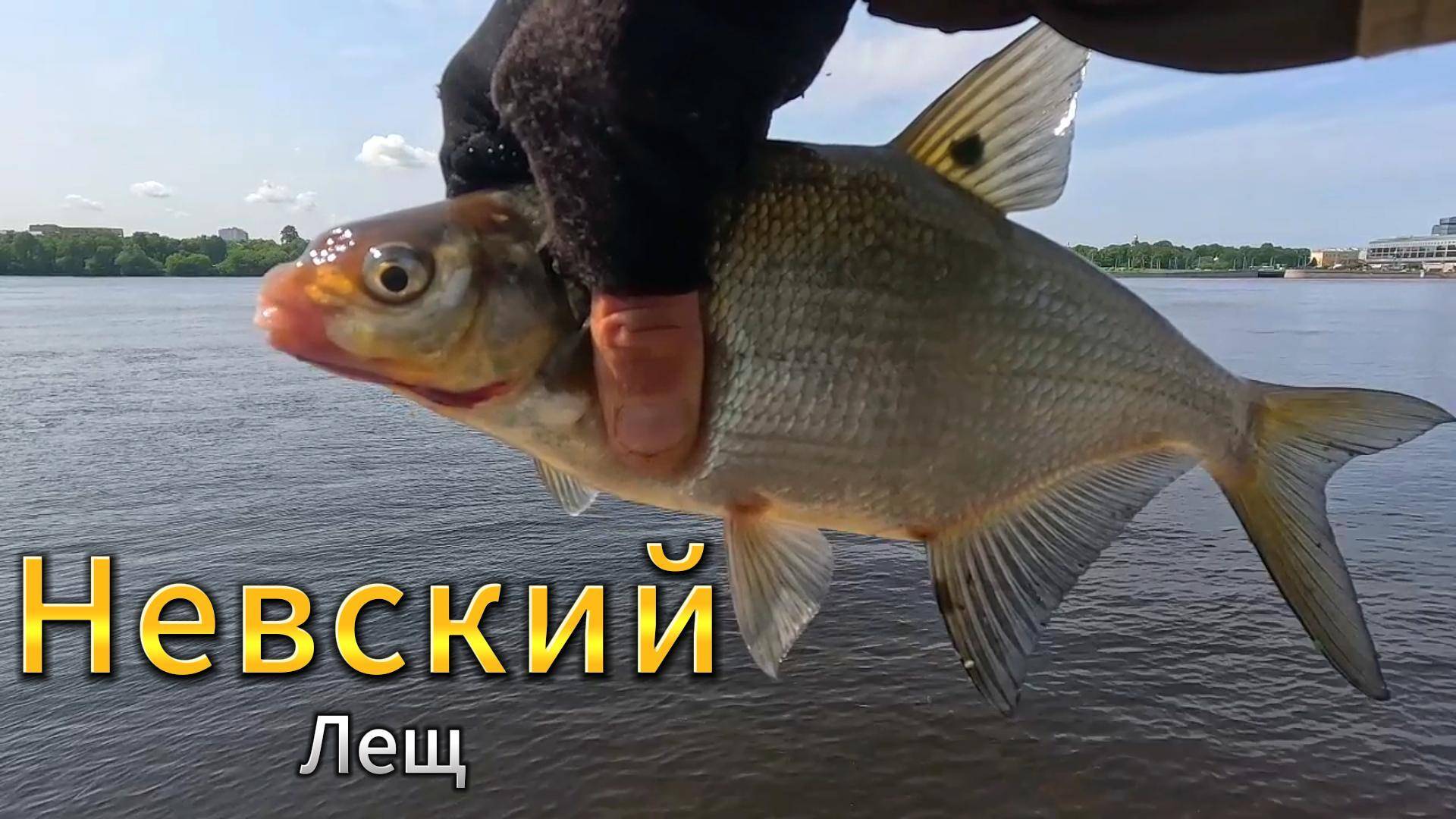 ИЮНЬ РЫБАЛКА НА НЕВЕ ДОНКИ ФИДЕР
