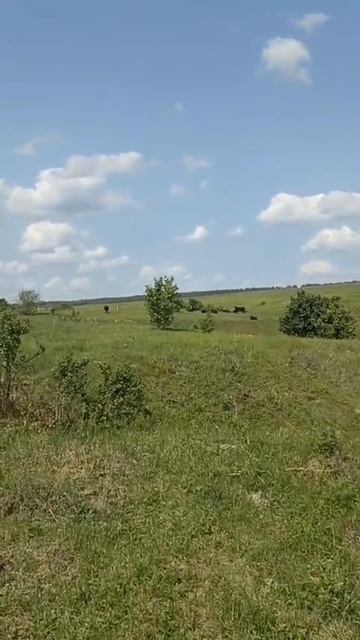 Жара июня