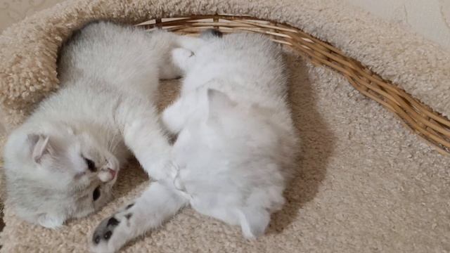 Как прекрасен мир 🐾🐾❤️.mp4