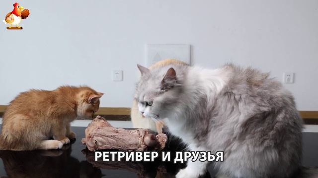 Золотистый ретривер и его друзья милые питомцы 🐕 выпуск (96)