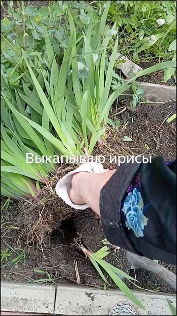 Выкапываю  ирисы.