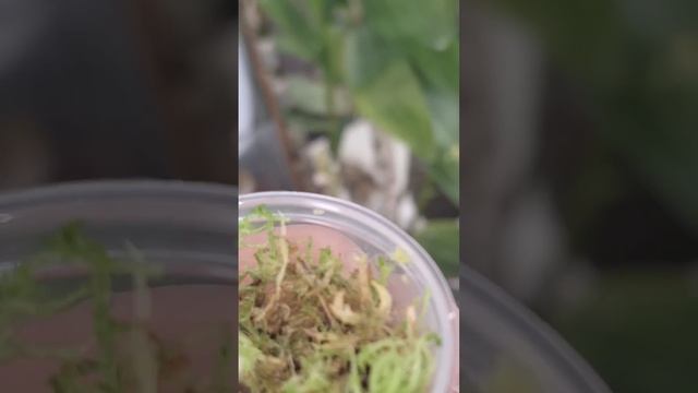 Новый домик для семечки Коллекционного Антуриума