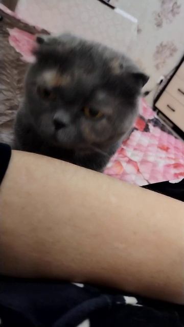 Взаимная любовь#кошки #доброеутро