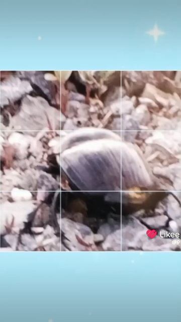 Like_2025-06-12-23-12-49.mp4
