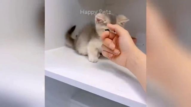 Смешные животные