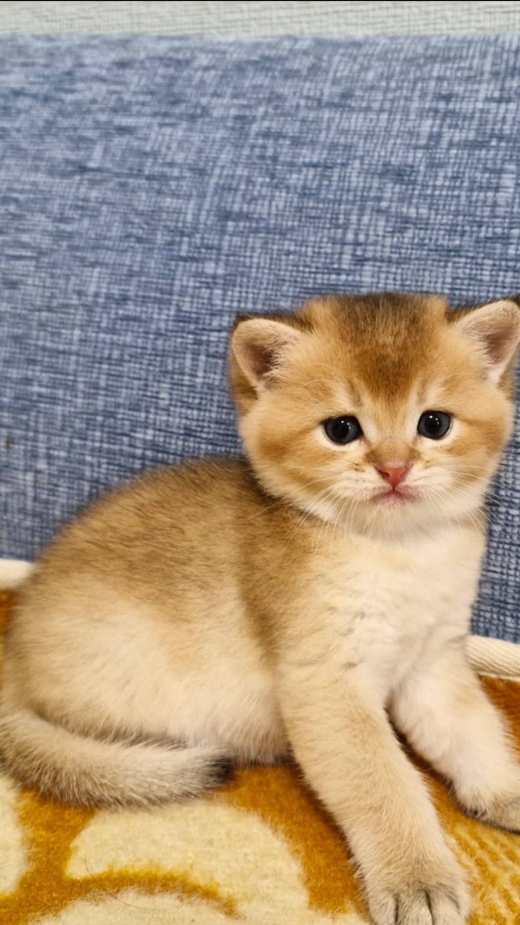 Котята породы британская золотая шиншила.