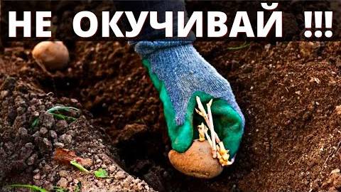 5 причин, почему нельзя окучивать картофель — когда окучивание только вредит урожаю