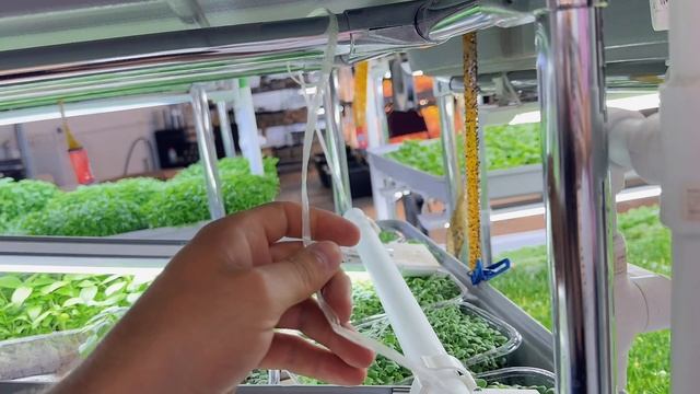💡 Когда свет — это не просто свет, а билет к бурному росту! 🌱

Илья сегодня мастерит освещение