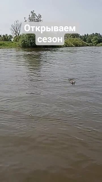 первая рыбалка в сезоне #рыбалка #fishing #троллинг #щука #щуканавоблер