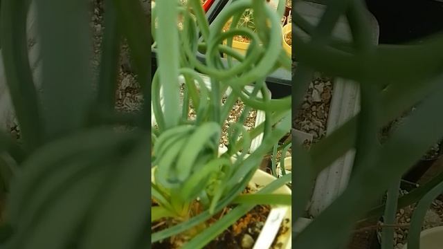 Альбука Спиральная Albuca spiralis