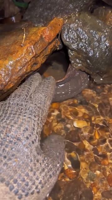 Catch fish using bare hands #shorts