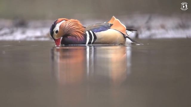 Most Exotic Birds _ Relaxing Bird Sounds _ Breathtaking & Soothing Nature _ Stre