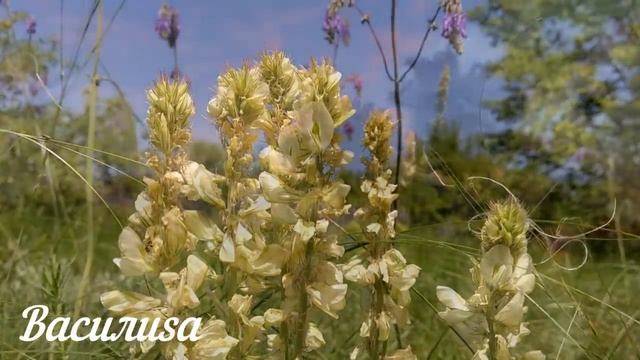 16 июня День Лукьяна. Что нельзя делать 16 июня. Народные Традиции и приметы.