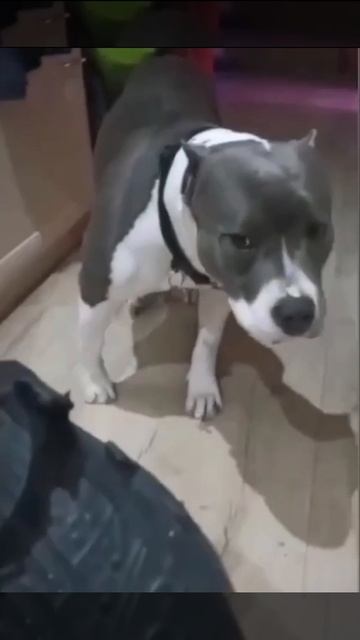 купила мама Лёше красивые калоши