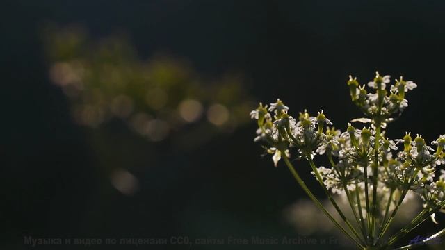 Это видео изменит ваше сознание - вы не готовы! - Sad Away -- Ketsa -- Light Rising