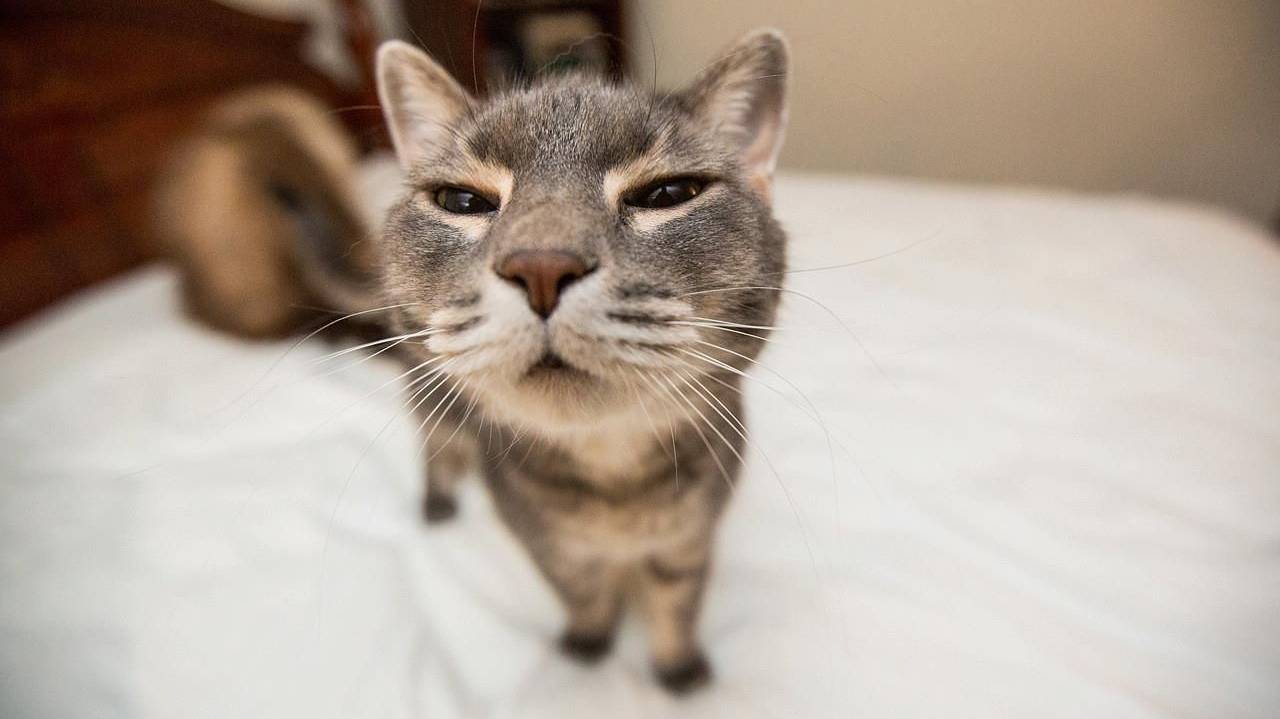 Не мешайте коту мить кофе