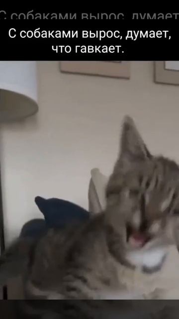 Котик,который гавкает😻🥰😅