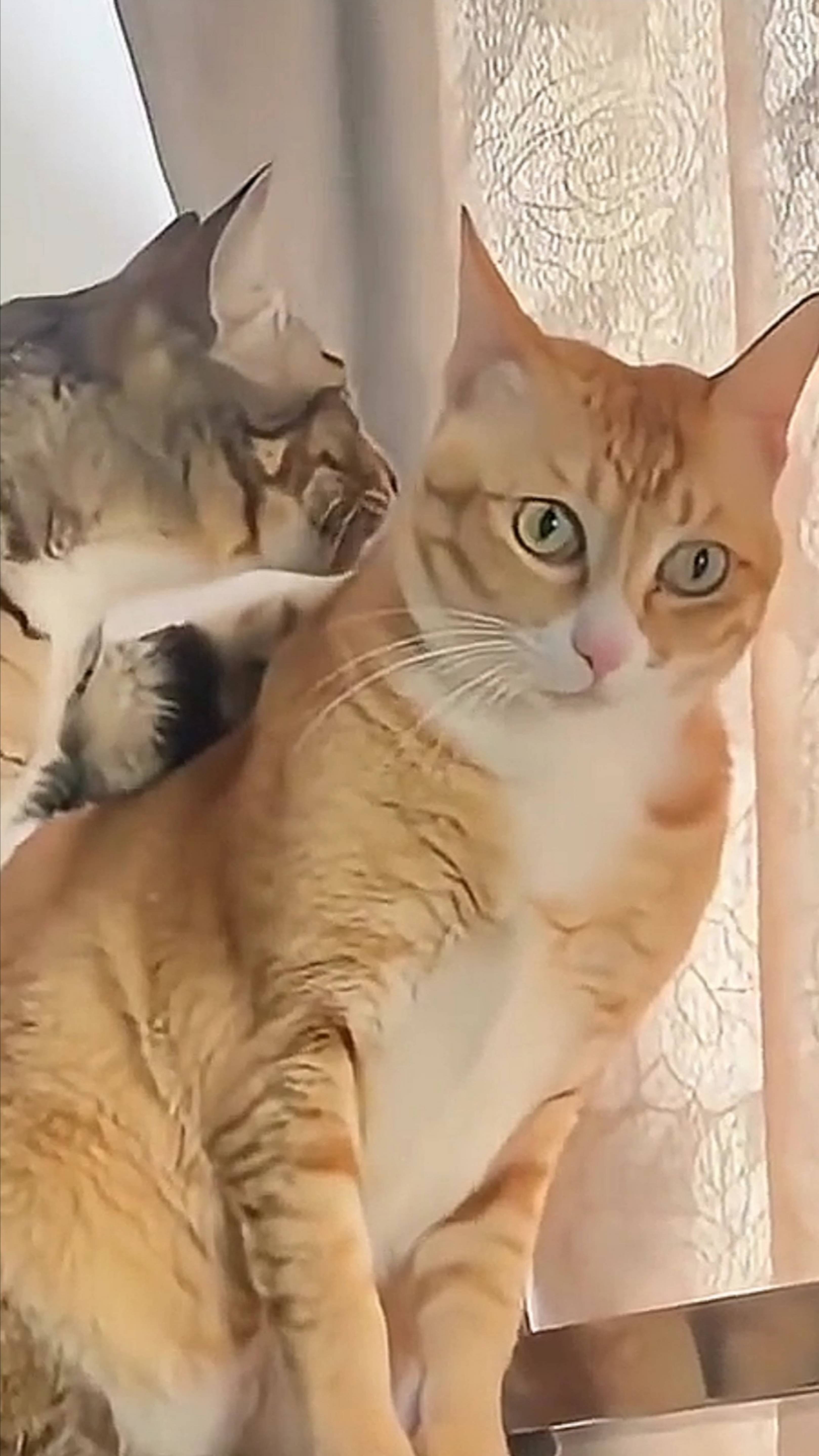 Кошачий Триллер! 😳 .. С улыбкой! 🤣