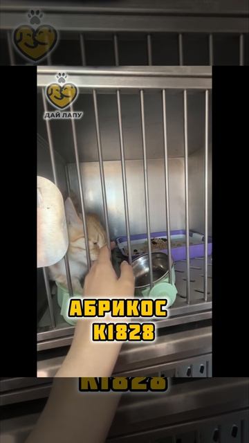 Котик абрикос в поисках дома 🏡 🐾