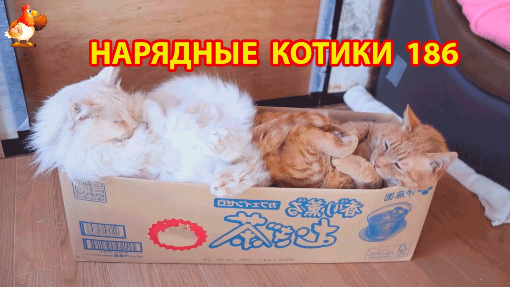 Нарядные Котики расслабляются на солнышке 🌞 🐈🐈🐈 (186)
