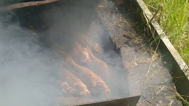 Копчу окуней.