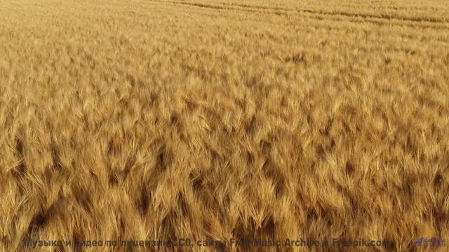 Природа становится личной вселенной под этот трек - Cellar Door -- HoliznaCC0 -- Lo-fi And Chill