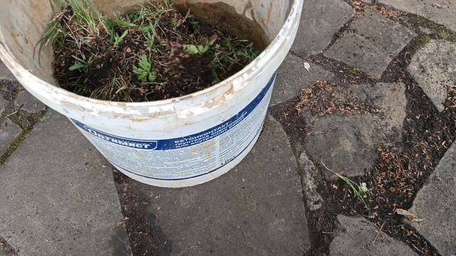 Садовая дорожка. Что делать с травой / Garden