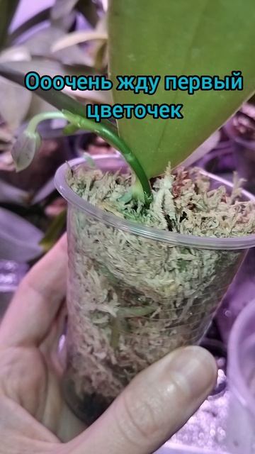 жду цветов...
