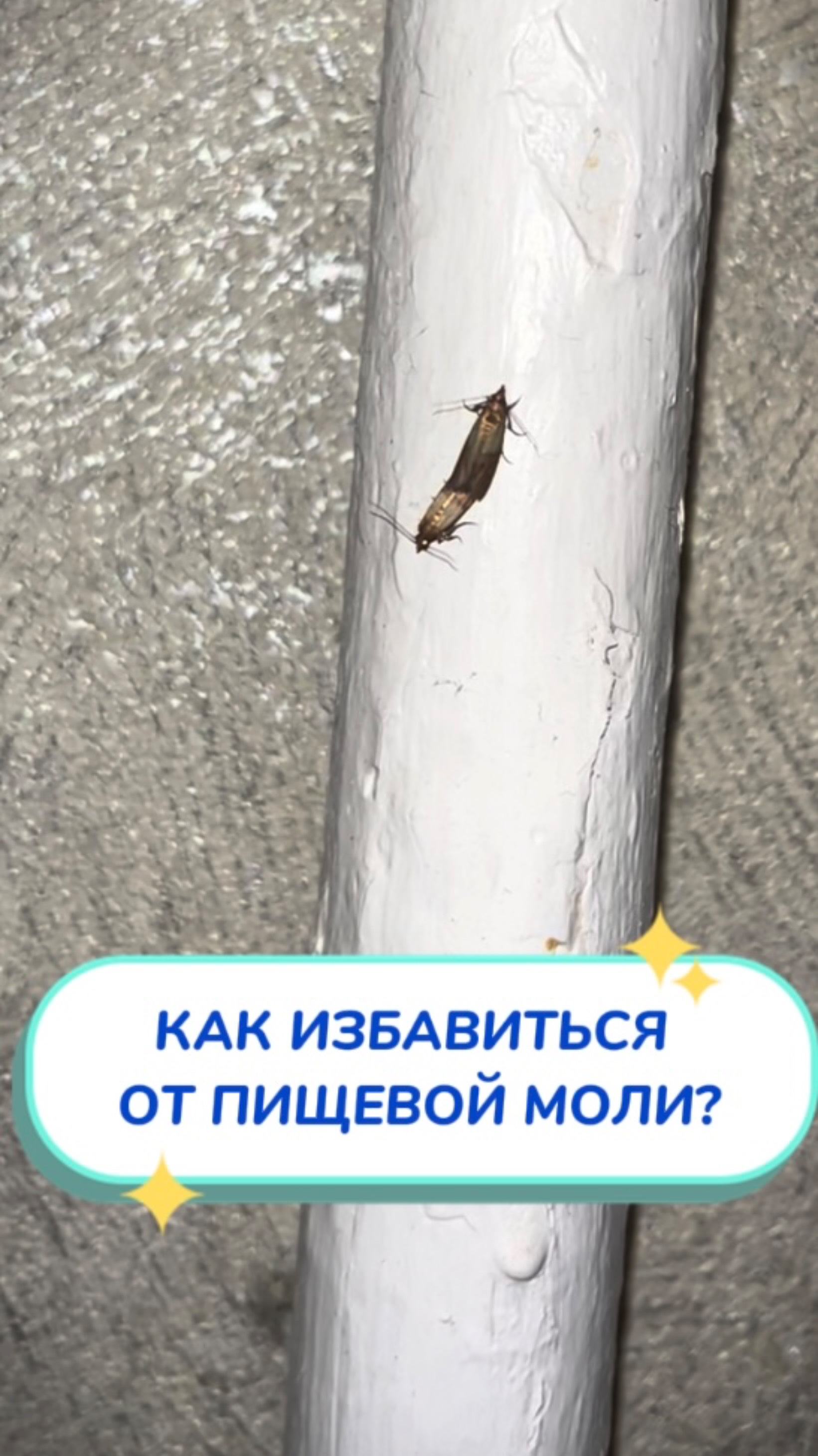 СТОП, моль Артикул на WB #234577722💫Ozon #1664064287 как избавиться от пищевой моли на кухне?