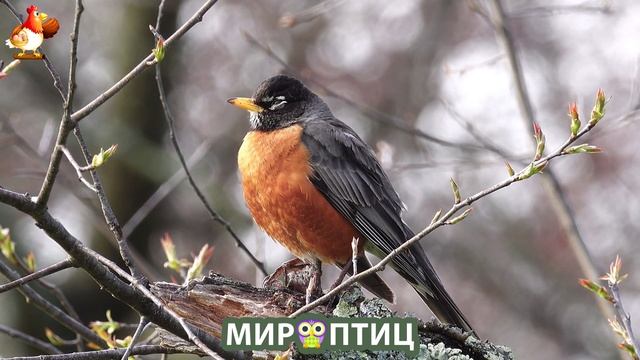 Мир птиц – красота и грация пернатых созданий Природы 🦩🦚🦜 Выпуск (214) 🦉🐦🐤