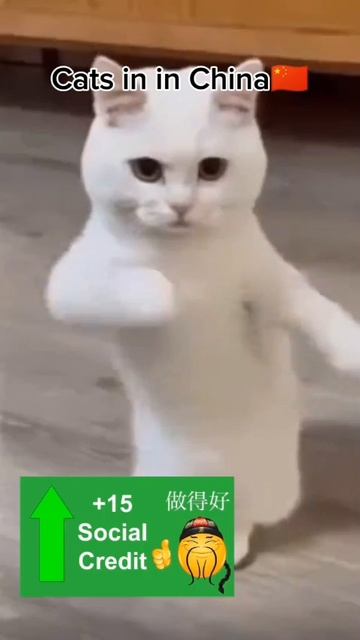 1000003235.mp4
