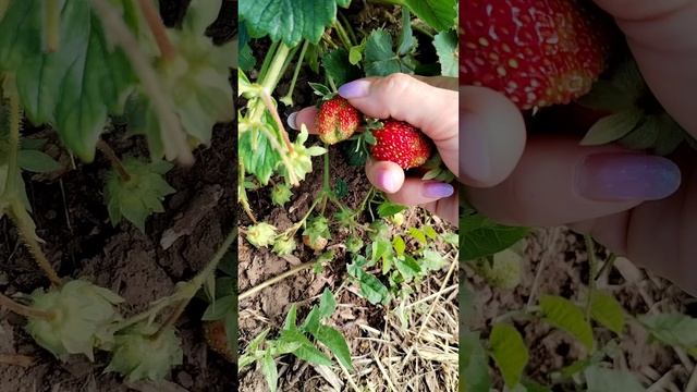 Сбор клубники🍓